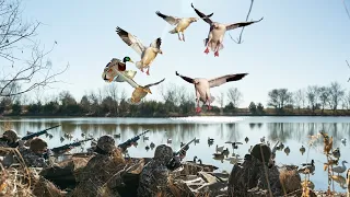 Hunting Ducks and Geese on a Beautiful Small Farm Pond!!