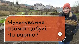 Мульчування озимої цибулі. Чи варто?