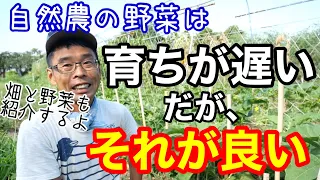 自然農･有機栽培･慣行農法の生育の違い／家庭菜園に向いているのは？【畑の様子/自然栽培/無農薬栽培】