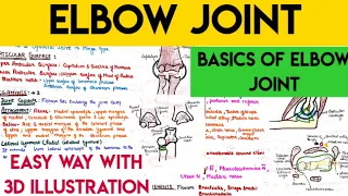 elbow joint anatomy in easy way with basics @MbbsclasseswithASHISH