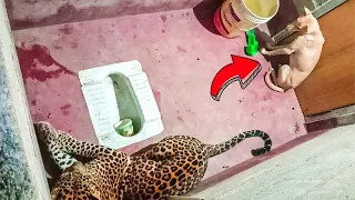 Der Leopard war 7 Stunden lang mit dem Hund eingesperrt, und so endete es