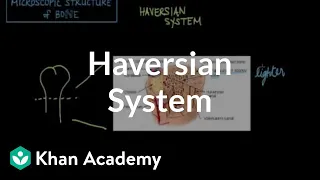 Microscopic structure of bone - the Haversian system | NCLEX-RN | Khan Academy