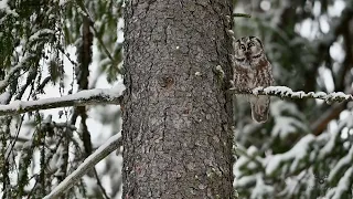 Boreal owl call