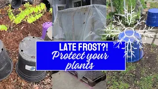 Unexpected LATE FROST coming!!  How I'm protecting my plants!