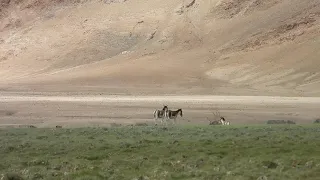 Tibetan Wild Ass in Ladakh