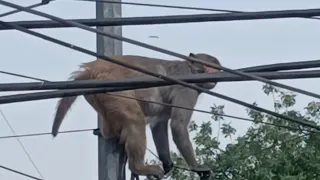 बंदर ने सर्कस का किया। एक बार अंतिम तक जरूर देखें।अच्छा लगा तो कमेंट में बताएं। #viral #trending