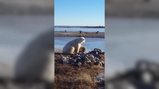 Белый медведь гладит собаку  самая странная дружба