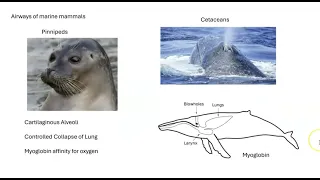 08  Movement in Marine Mammals