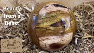Woodturning. Beauty from a Beast. I didn't think I'd have anything left! Part 1