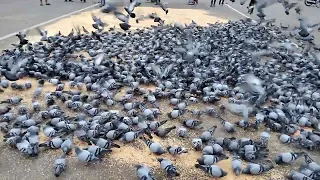 Bird feeding at Mysore palace. #birdfeeder #pigeon #india #birds #birdwatching #mysore #mysorepalace