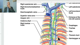 Anatomy of the thorax in Arabic 2023 (Thoracic duct), by Dr. Wahdan