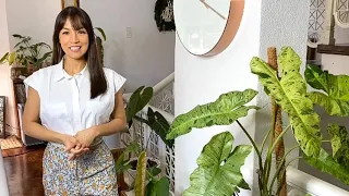 MY RARE INDOOR PLANT COLLECTION TOUR