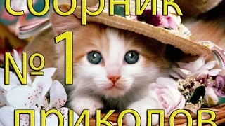 Приколы видео ютуб 2015, сборка лучших видео приколов с животными