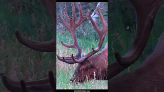 How Long Does it Take the Biggest Elk Bull to Grow Antlers Every Year?