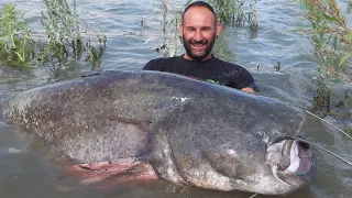 Catfish 8.6 Feet - 260 lbs NEW Record by Yuri Grisendi