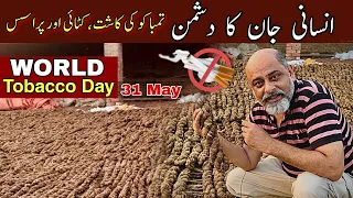 No tobacco day 31 may | iftikhar Ahmad usmani