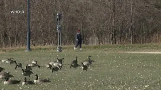 How to keep geese from signing a lease in your yard