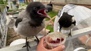 Птичий пир! Гоша начал разговаривать со мной.