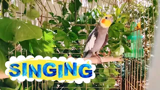 Happy Cockatiel bird Singing and talking in Nature 🌿