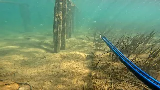 Spearfishing Dusky Flathead in Old Oyster Leases in NSW Australia - Part 2 - Bugsy Fishing Ep 27