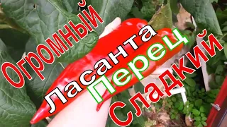 Сладкий перец. Перец Ласанта -  сочный, вкусный, огроменный!ТопСад