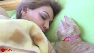 cute cats wake up their owners in the morning  милые кошки утром будят хозяев!!!  可爱的猫叫醒他们的主人在早上！!!