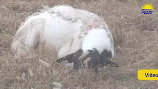 Managing Your Flock, Part 1: Diagnosing and Treating Sick Sheep