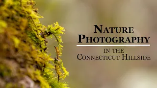 Nature Photography in the Connecticut Hillside // Photographing streams and moss