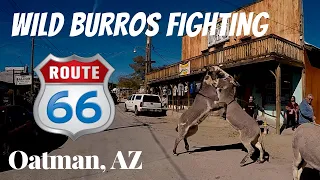 Historic Route 66 Most Dangerous Drive | Wild Burros | Oatman Arizona