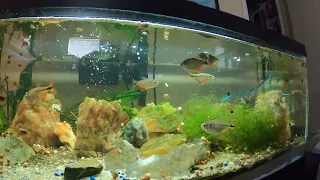 Feeding Big & Handsome Buenos Aires Tetras in 20 gallon long (before the move)