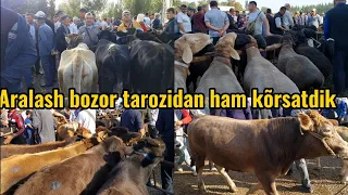 Baliqchi mol bozori yosh buqalar va qoy bozoridagi narhlar 10.09.2023yil