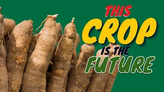 Cassava as an Industrial Crop for national transformation - The Opportunities and The Myths