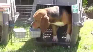 Beagles After a Life in a Laboratory