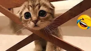 BEST FUNNY CATS COMPILATION 2022😂| Cute and Funny Cat Videos Keep You Smiling !😸​