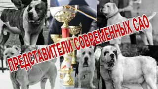 Приколы современного разведения / Анализ породы