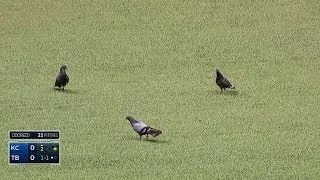Pigeons hang out on the infield at the Trop