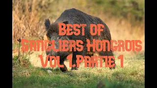 Chasse,🐗Best Of Sangliers Hongrois🐗 (vol 1,2,3,4,5,partie 1)