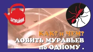 Муравьиная ферма. Как ловить муравьев для пересадки