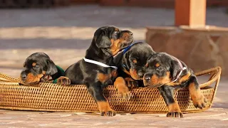 Cute Doberman Puppies - Cutest Puppies Compilation