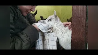 Самостоятельный окот первокотки Рокси🐐Оптовое кормление банды КОЗЛЯТ🐐Попрыгушки🐐Козлики Рокси🐐