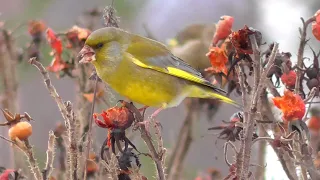 Зеленушки на колючем шиповнике. Greenfinches on a prickly rose hip.