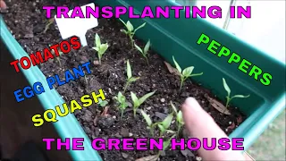 TRANSPLANTING IN THE GREENHOUSE AND GARDEN