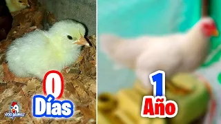 Desarrollo de una Gallina Criolla mes a mes 🐔 de 0 días a 1 Año