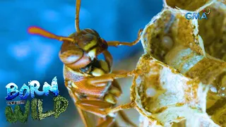 Born to be Wild: Paper wasp invasion in Zambales