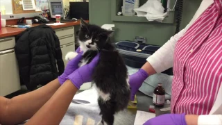 Paralyzed Kitten Takes First Steps