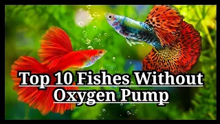 Top 10 fishes without oxygen pump