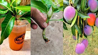 How to Grow Mango Tree From Cutting Using Natural Rooting Hormone Method of Rooting In Water