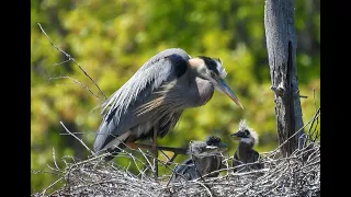 Great Blue Heron chicks in nest with mom.