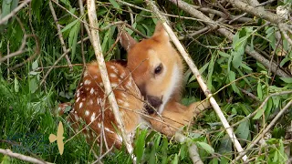 Whitetail Deer Fawn