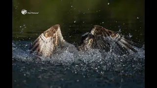 River Gwash Raptors, (Osprey & Kites)